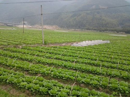 宏农种植专业合作社(二)无公害农产品生产基地